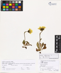 Hieracium alpinum L. subsp. alpinum