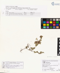 Thymus praecox Opiz subsp. polytrichus (A. Kerner ex Borbas) Jalas
