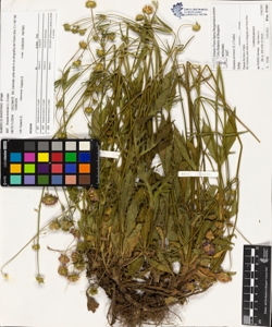 Knautia arvens¿s (L.) Coulter