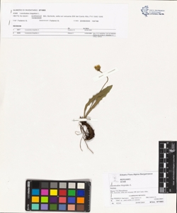 Leontodon hispidus L.