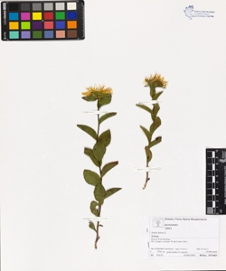 Inula hirta L.