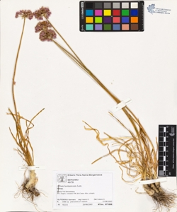 Allium lus¿tanicum Lam.
