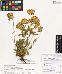 Anthyllis vulneraria L. subsp. pseudovulneraria (Sag.) J. Duvign.