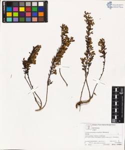 Cytisus pseudoprocumbens Markgraf.