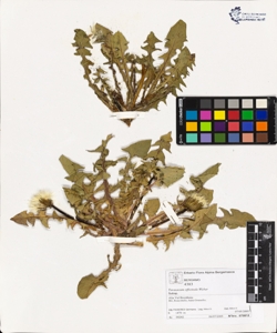 Taraxacum officinale (Aggr.)