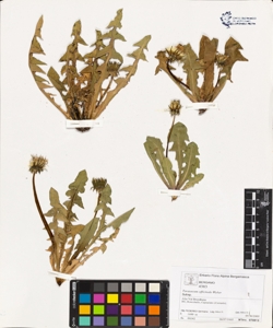 Taraxacum officinale (Aggr.)