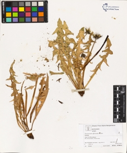 Taraxacum officinale (Aggr.)