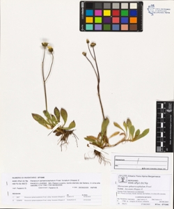 Hieracium sphaerocephalum Froel. subsp. furcatum (Hoppe) Z.