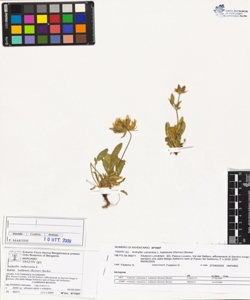 Anthyllis vulneraria L. subsp. baldens¿s (Kerner) Becker