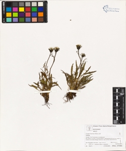Crepis kerneri Rech. fil.