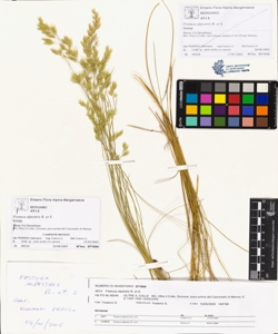 Festuca alpestris R. et S.