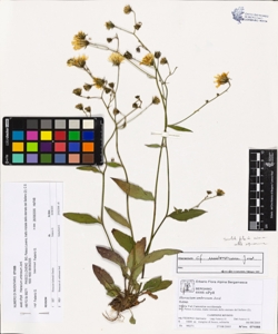 Hieracium umbrosum Jord.