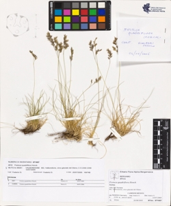 Festuca quadriflora Honck.