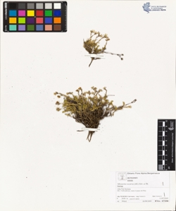 Minuartia recurva (All.) Sch. et Th.