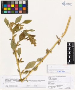 Amaranthus powellii S. Watson