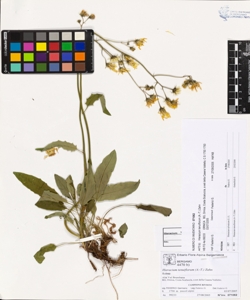 Hieracium tenuiflorum (A.-T.) Zahn