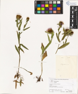 Centaurea rhaetica Moritzi