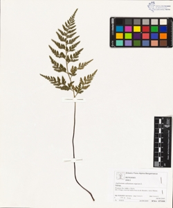 Asplenium adiantum-nigrum L.