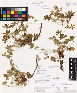 Alchemilla lucida Buser