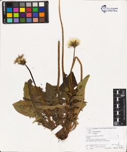 Taraxacum officinale (Aggr.)