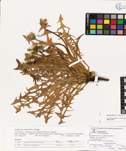 Taraxacum sect. alpestria Soest