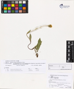 Hieracium pilosum Schleicher ex Froel.