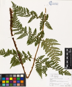 Dryopteris expansa (Presl) Fr.Jenk.