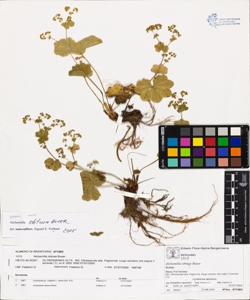 Alchemilla obtusa Buser
