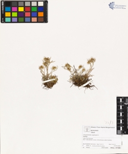 Gnaphalium supinum L.