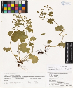 Alchemilla venosula Buser