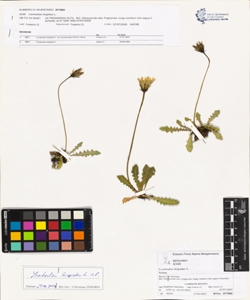 Leontodon hispidus L.