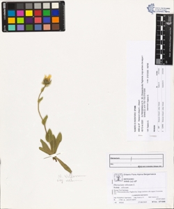 Hieracium villosum L. subsp. villosum