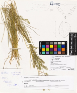 Festuca curvula Gaudin