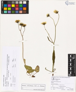 Hieracium bifidum Kit.