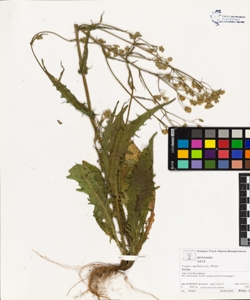 Crepis capillaris (L.) Wallr.