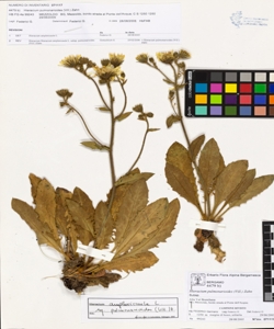 Hieracium pulmonarioides (Vill.) Zahn