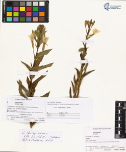 Oenothera chicagoens¿s de Vries ex renner var bartletti Soldano