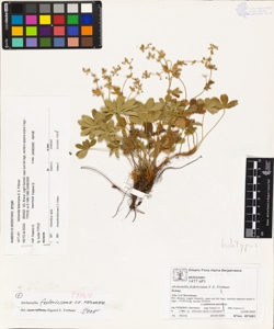 Alchemilla federiciana S. E. Fr¿hner
