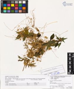 Cuscuta campestris Yuncker