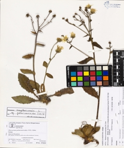 Hieracium pulmonarioides (Vill.) Zahn