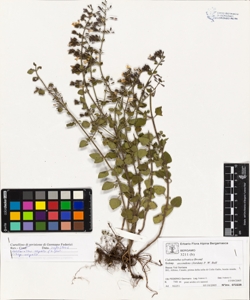 Calamintha nepeta (L.) Savi subsp. nepeta