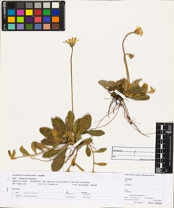 Hieracium pilosella L.