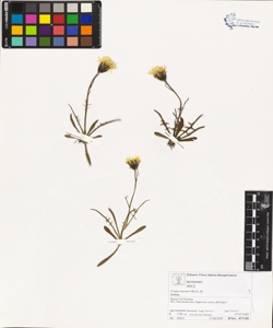 Crepis kerneri Rech. fil.