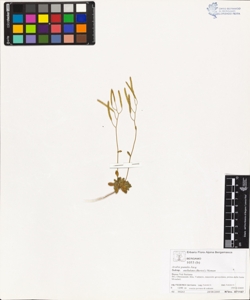 Arabis pumila Jacq. subsp. stellulata (Bertol.) Nyman