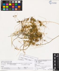 Cuscuta campestris Yuncker