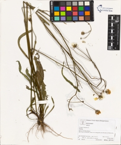 Crepis biennis L.