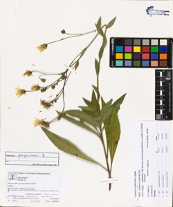 Hieracium x pospichalii Zahn