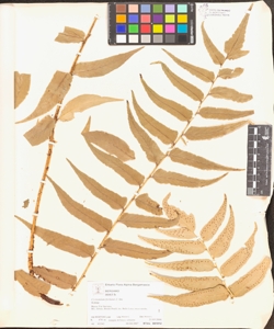 Cyrtomium fortunei J. Sm.