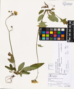 Hieracium tenuiflorum (A.-T.) Zahn