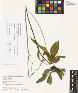 Hieracium x dollineri Sch. - Bip.
